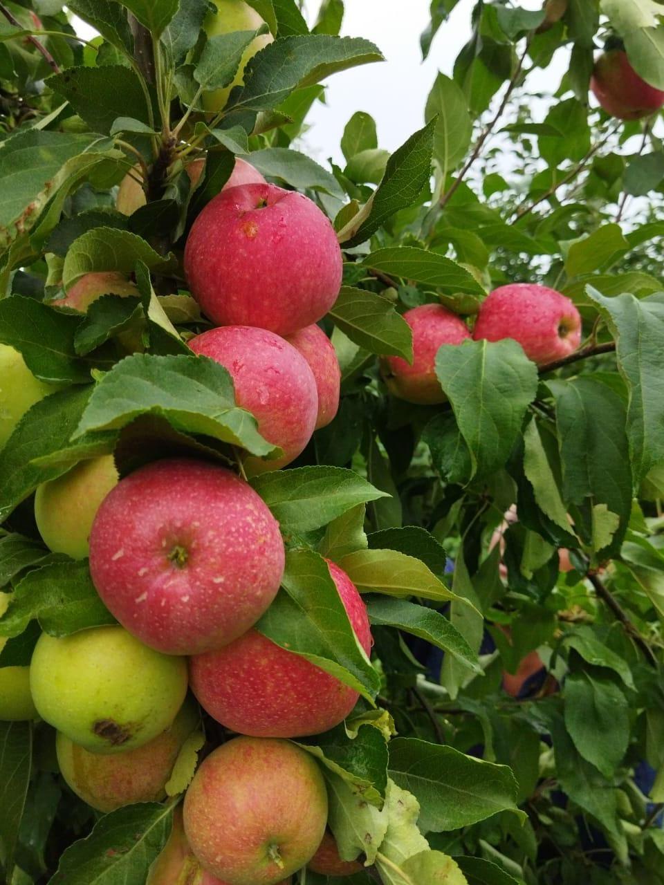 Свежие яблоки, собранные с заботой — круглый год