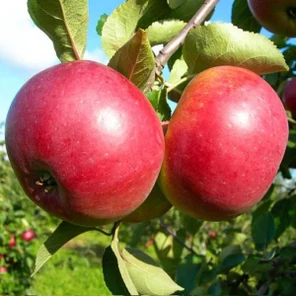 Белорусское сладкое