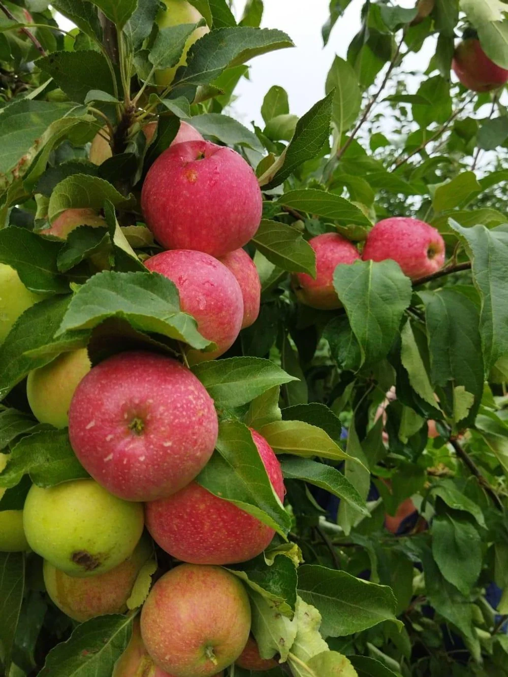 Свежие яблоки, собранные с заботой — круглый год